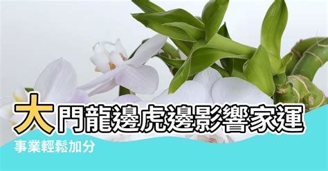 虎邊種樹|庭院風水學(龍虎邊問題)